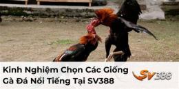 tính năng nổi bật 388 đá gà