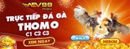 tính năng nổi bật aev99 đá gà thomo aev99.ai