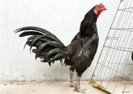 tính năng nổi bật áo giáp cho gà đá cựa sắt