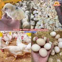 tính năng nổi bật bán gà ai cập tại đà nẵng