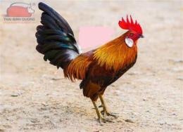 tính năng nổi bật ban ga tre lai my da thua
