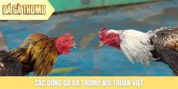 tính năng nổi bật baosting da ga thomo