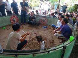tính năng nổi bật bắt đá gà ở bình thuận