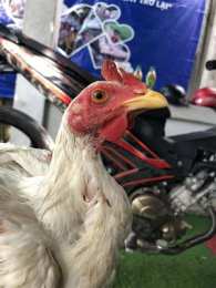 tính năng nổi bật bắt đá gà ở nhơn trạch đồng nai