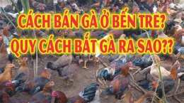 tính năng nổi bật bắt đá gà tại bến tre