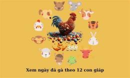 tính năng nổi bật bí kíp gà đá