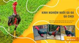 tính năng nổi bật bí truyền về cách chọn và nuôi gà đá gà chọi
