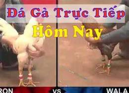 tính năng nổi bật bi88 đá gà trực tiep