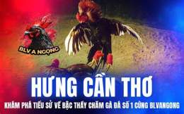 tính năng nổi bật bổ gà đá