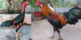 tính năng nổi bật các thế đá của gà đòn