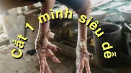 tính năng nổi bật cách cắt cựa gà đá