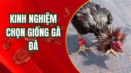 tính năng nổi bật cách chọn gà đá cựa hay