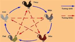 tính năng nổi bật cách coi màu mạng gà đá