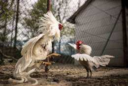 tính năng nổi bật cách hớt lông gà đá