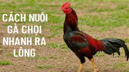 tính năng nổi bật cách nuôi gà đá bóng lông