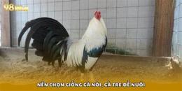 tính năng nổi bật cách nuôi gà đá chuyên nghiệp