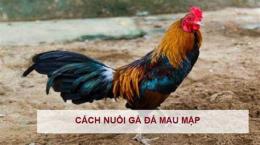 tính năng nổi bật cách nuôi gà đá mau mập