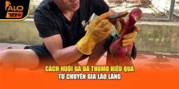 tính năng nổi bật cách nuôi gà đá thomo