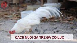 tính năng nổi bật cách nuôi gà tre đá có lực