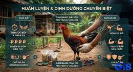 tính năng nổi bật cách tập luyện cho gà đá cựa sắt