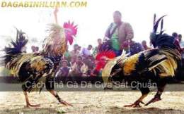 tính năng nổi bật cách thả gà đá cựa sắt