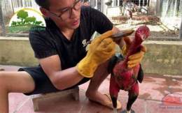 tính năng nổi bật cách vào nghệ cho gà đá cựa sắt