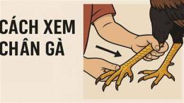 tính năng nổi bật cách xem chân gà đá hay