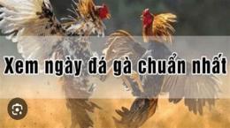 tính năng nổi bật cách xem ngày gà đá mà đáo thành công