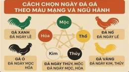 tính năng nổi bật cách xem ngày màu mạng gà đá