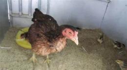 tính năng nổi bật cách xổ lãi cho gà đá