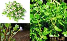 tính năng nổi bật cây ruột gà chữa dạ dày