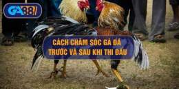 tính năng nổi bật chăm sóc gà sau khi đá về