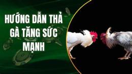tính năng nổi bật chế độ ăn cho gà đá cựa sắt