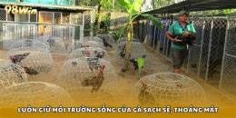 tính năng nổi bật chế độ nuôi gà đá cựa sắt