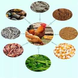 tính năng nổi bật cho gà đá an gì để sung