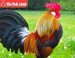 tính năng nổi bật chợ tốt, gà đá quận 1