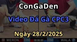 tính năng nổi bật clip đá gà đòn