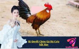 tính năng nổi bật clip ga da cua sat hay
