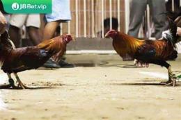 tính năng nổi bật coi đá gà thái