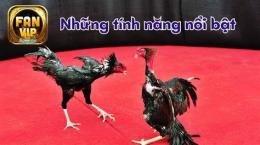 tính năng nổi bật con gà đá nhau