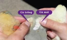 tính năng nổi bật con gà trống đã