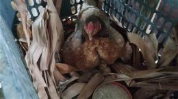 tính năng nổi bật cuối tuần về nội thăm đàn gà 🐔 đang đà phát triển
