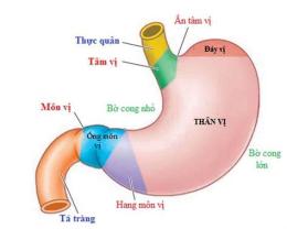 tính năng nổi bật dạ dày cơ ở gà có chức năng gì