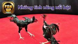 tính năng nổi bật đá gà 22 4