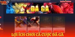tính năng nổi bật đá gà 789p