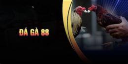 tính năng nổi bật đá gà 888b