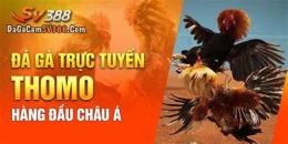 tính năng nổi bật đá gà 88a.link