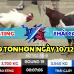 tổng hợp đá gà bảo sting