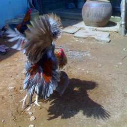 trai ga da cua sat tien giang