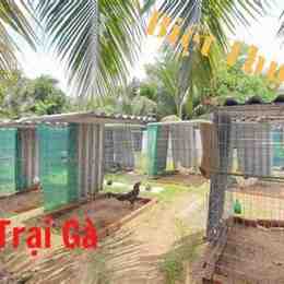 trại gà đá minh thanh